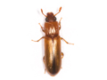 Aulonium trisulcus